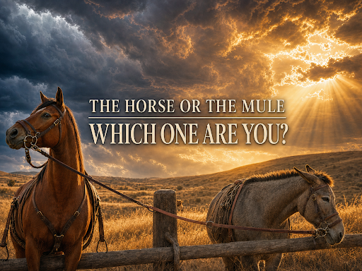 The Horse Or The Mule